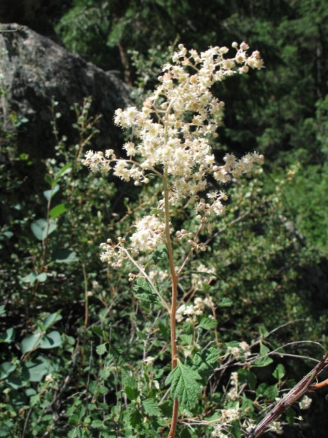 Rock Spirea (Holodiscus dumosus)