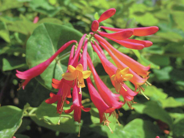 Honeysuckle, Coral - Lonicera Heckrottii