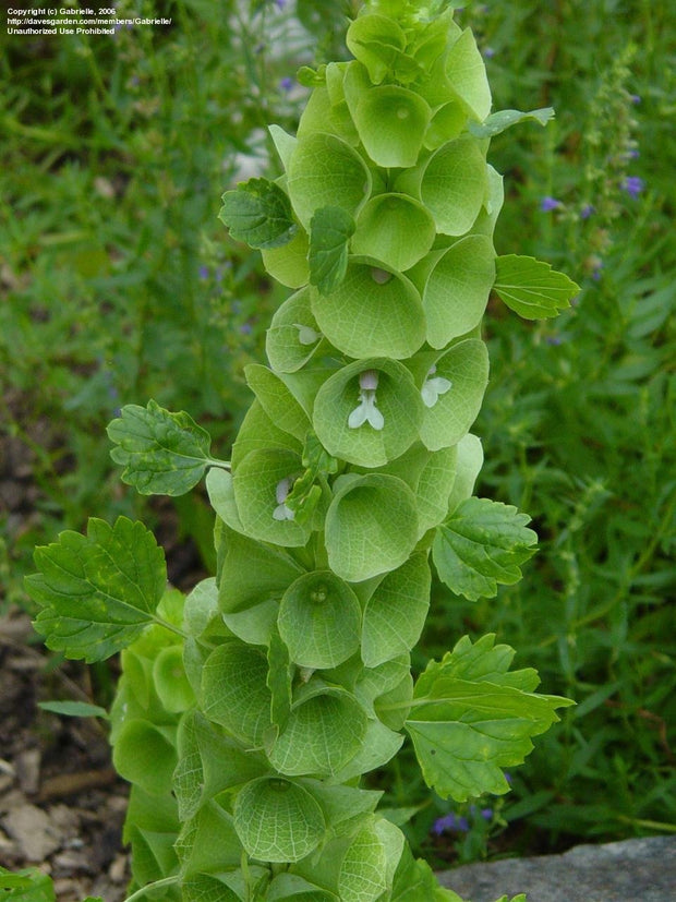 Bells of Ireland (Moluccella laevis)