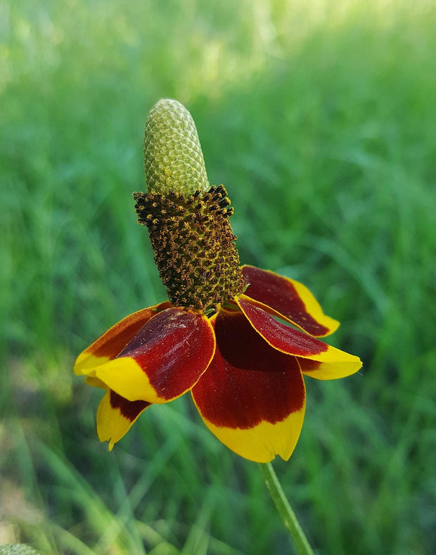 Ratibida 'Mexican Hat' (Ratibida columnifera 'Mexican Hat')