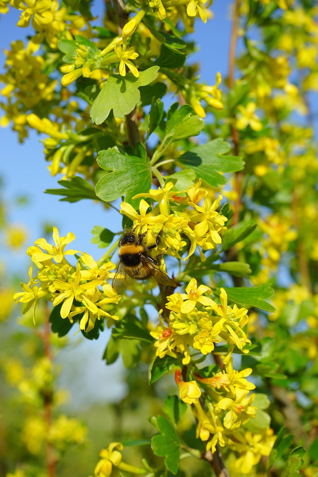 Golden Currant (Ribes Aureum)
