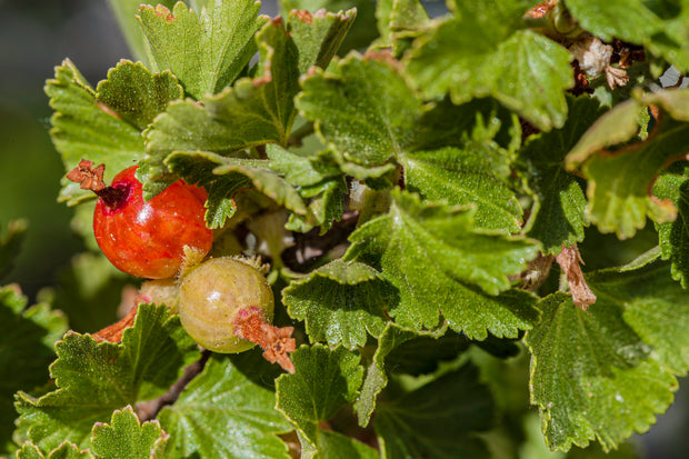 Wax Current (Ribes Cereum)