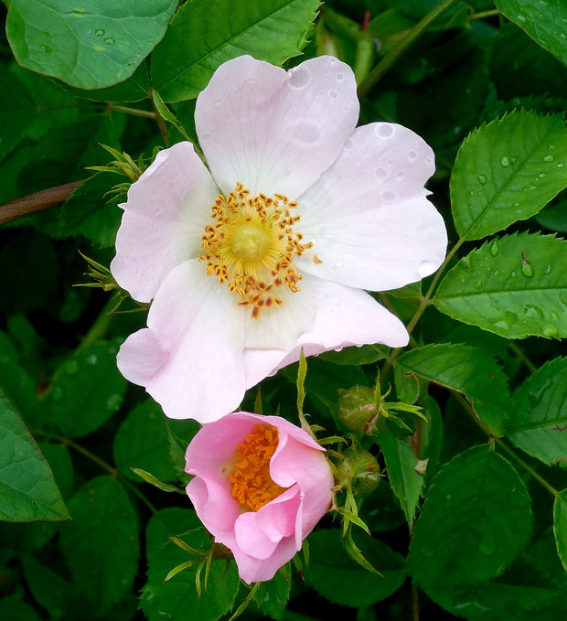 Woods Rose (Rosa woodsii)