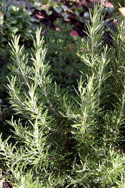 Rosemary (Rosemarinus offiinalis)
