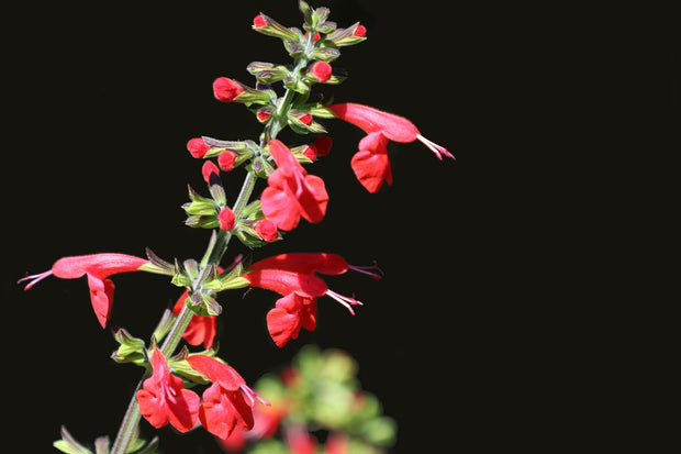 Scarlet Sage (Salvia coccinea)