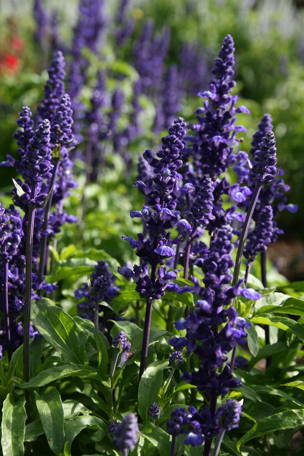 Blue Sage (Salvia farinacea)