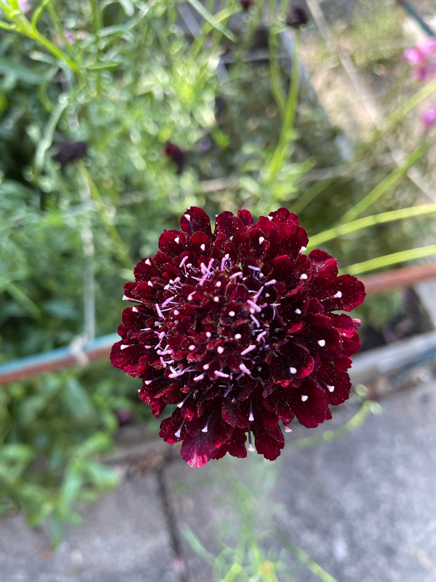 Scabiosa 'Black Knight' (Sixalix atropurpurea) at Finding Nectar