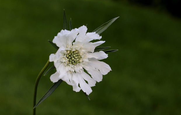Scabiosa 'White' (Scabiosa caucasica perfection white)
