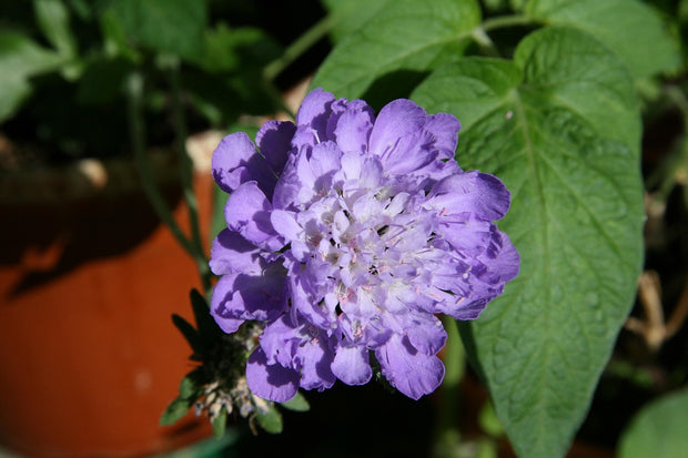 Scaboisa 'Blue' (Scabiosa caucasica perfection blue)