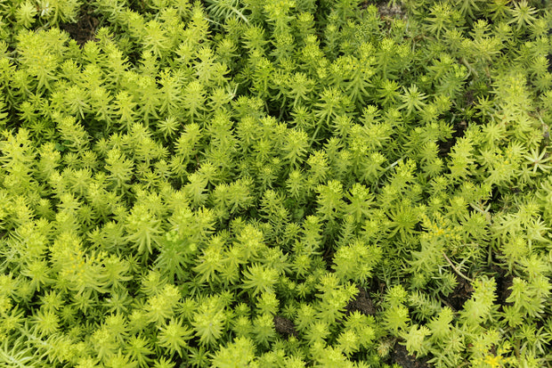 Sedum x hybrida 'Lemon Balm' (Sedum x hybrida 'Lemon Balm')