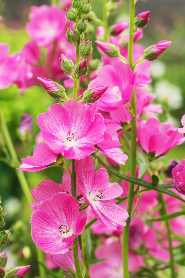 False Mallow (Sidalcea malviflora)