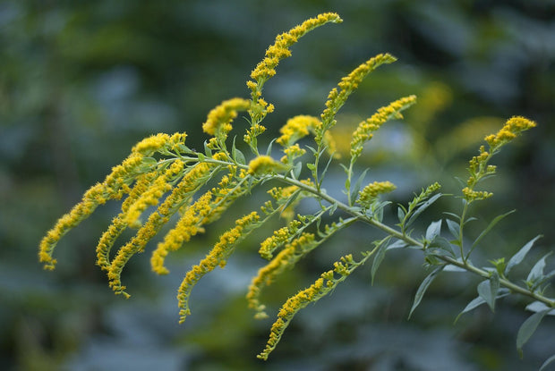 Canada Goldenrod (Solidago Canadensis)