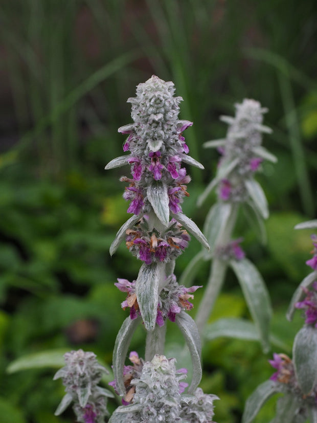 Lambs ear (Stachys byzantina lanata)