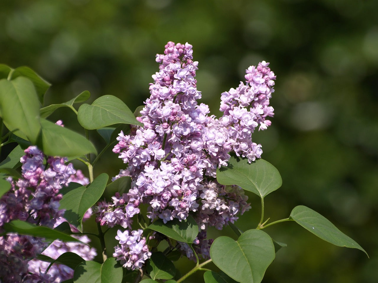Common Lilac (Syringa vulgaris) - Finding Nectar