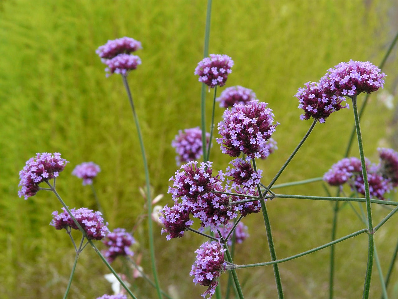 Three-wing Sand Verbena (Tripterocalyx micranthus) - Finding Nectar