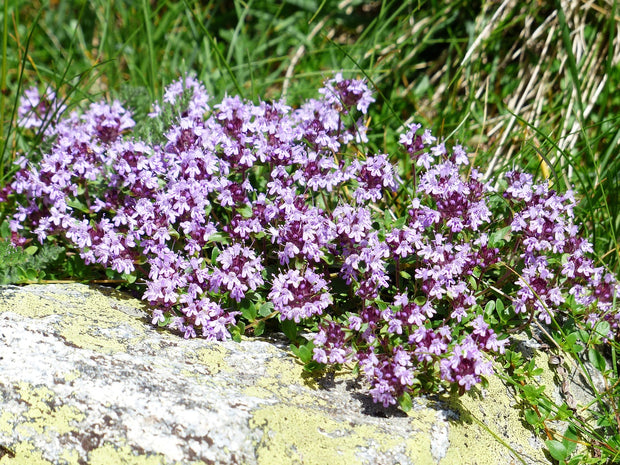 Thyme Wild (Thymus Pulegioides)