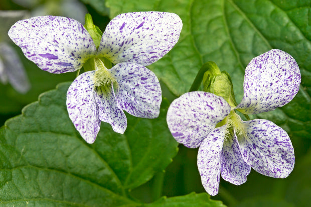 Viola 'Freckles' (Viola sororia freckles)