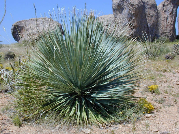 Yucca 'Spanish Bayonet' (Yucca aloifolia)