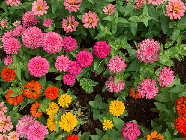 Zinnia - Thumbelina mix (Zinnia elegans 'Thumbelina Mix')