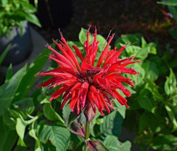 Bee Balm - Raspberry (Monarda fistulosa 'Rasberry')