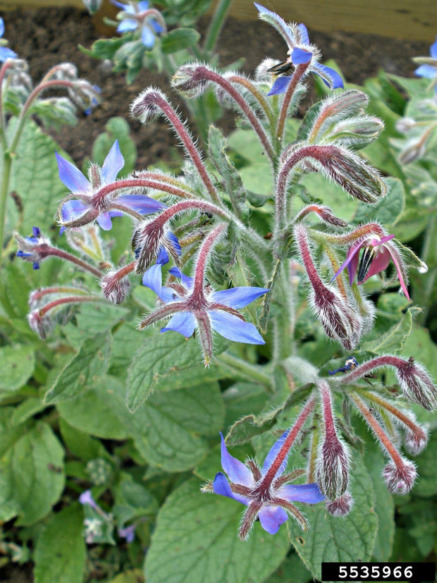 Borage (Borago officinalis)