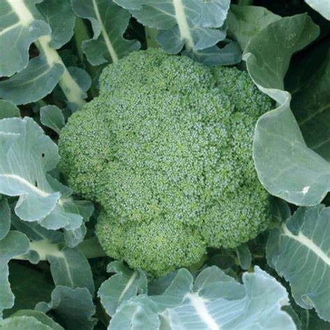 Broccoli 'Green Magic' (Brassica oleracea)