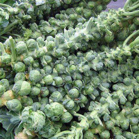 Brussels Sprouts 'Long Island Improved' (Brassica oleracea var. gemmifera)