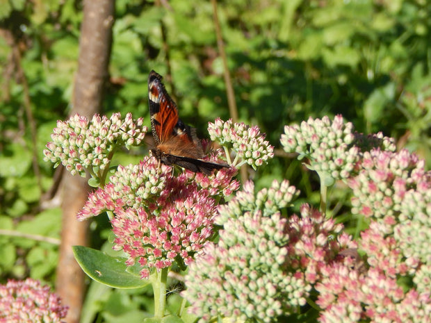 Sedum 'Autumn joy' (Sedum telephium 'Autumn joy')