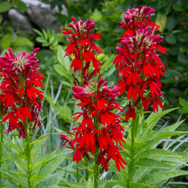 Cardinal Flower (Lobelia cardinalis)