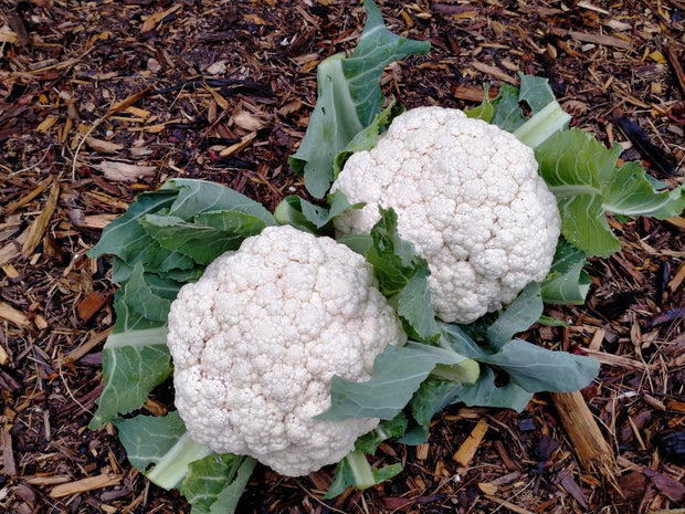 Cauliflower 'Snow Crown' (Brassica oleracea var. botrytis)