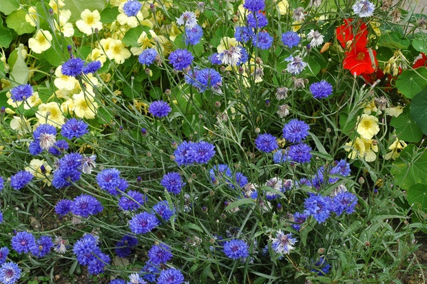 Bachelor Buttons 'Blue Boy' (Centaurea cyanus)