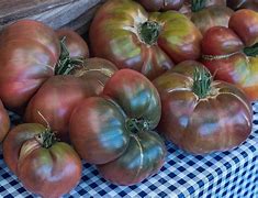 Tomato - Cherokee Purple (Solanum lycopersicum)