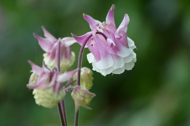 Columbine - Nora Barlow Pink (Aquilegia vulgaris Nora Barlow)