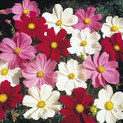 Cosmos 'Sensation Mix' (Cosmos bipinnatus)