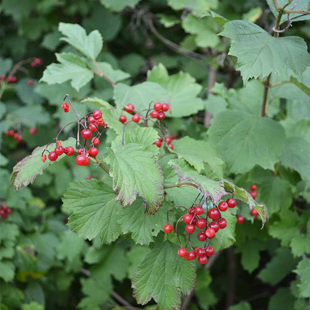 American Cranberrybush Viburnum (Viburnum trilobum)