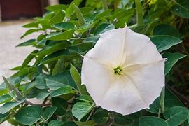MoonFlower	(Ipomoea alba)