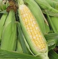 BiColor Sweet Corn (Zea mays)