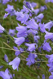 Harebells (Campanula rotundifolia)