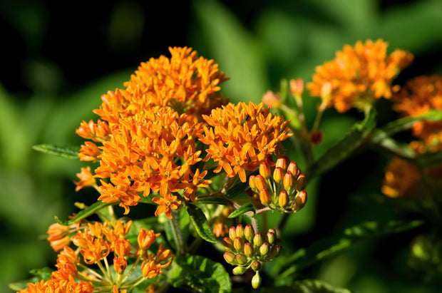 Butterfly Milkweed (Aslepias tubersoa)