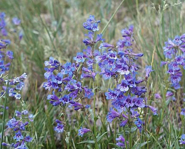 Penstemon, Blue Mist (Penstemon virens)