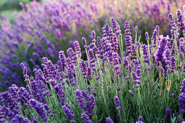 Lavender (Lavandula angustifolia)