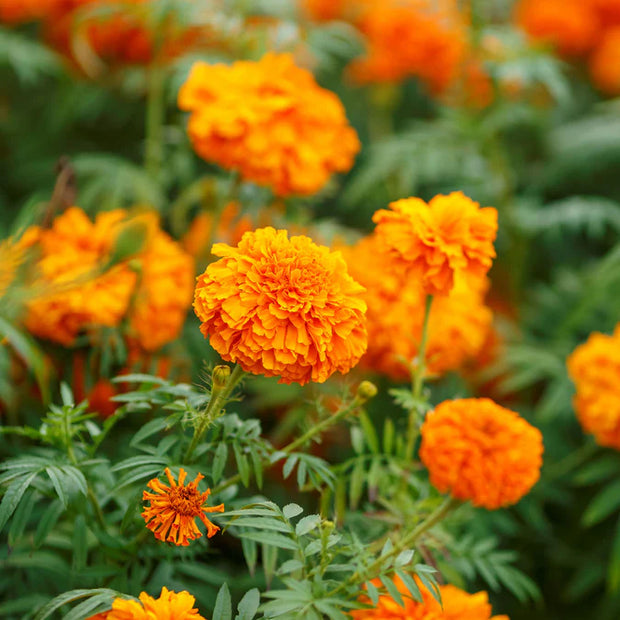 African Marigold (Tagetes ereta tall sierra orange)