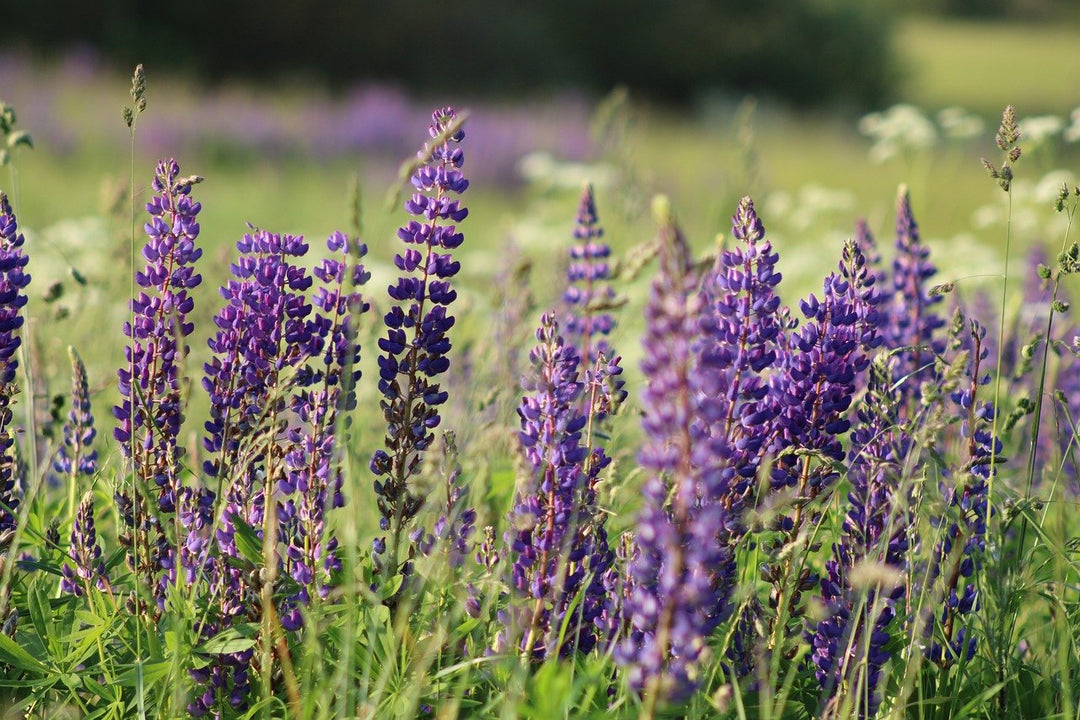 Lupine, wild (Lupinus perennis) - Finding Nectar