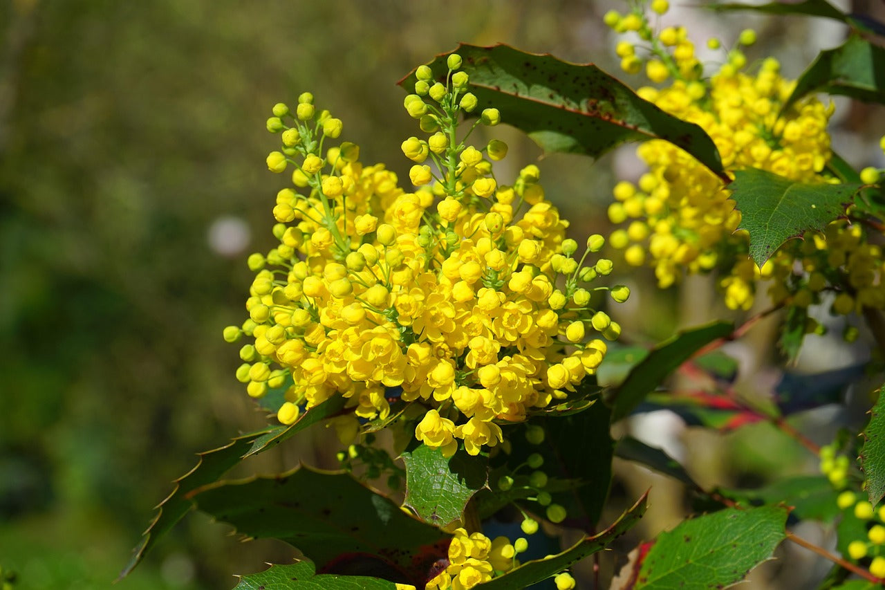 Creeping Oregon Grape (Mahonia repens) - Finding Nectar