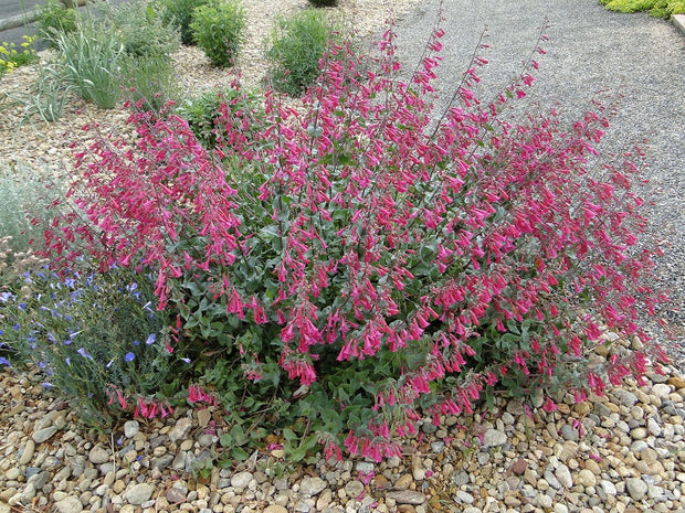 Penstemon. Arizona Bugler	(Penstemon pseudospectabilis)
