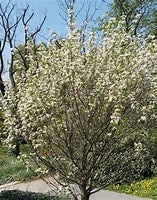 Wild Plum (Prunus americana)