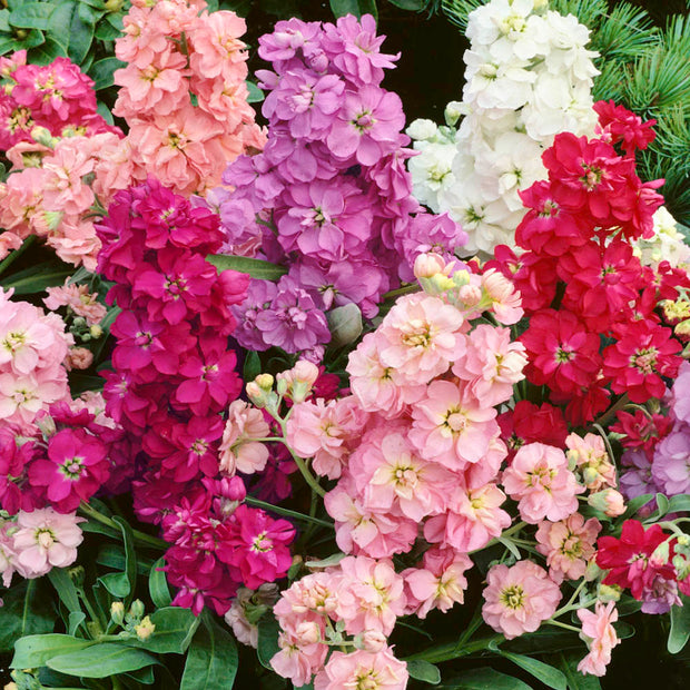 Stock 'Ten Week Mix' (Matthiola incana)