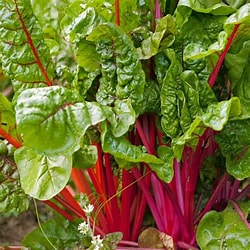 Swiss Chard (Beta vulgaris L. var.)