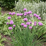 Chives (Allium schoenoprasum)