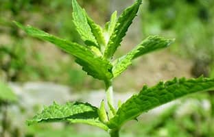 Spearmint (Mentha spicata)